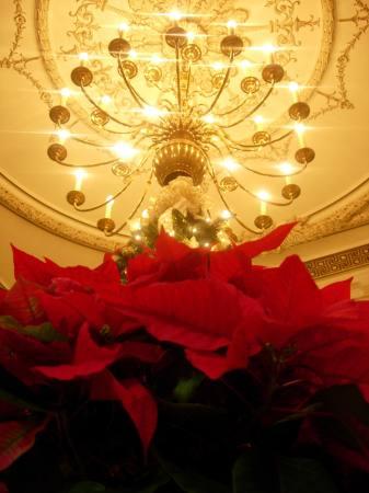 Poinsettias filled the rooms of Memorial Continental Hall, adding extra holiday spirit to the National Registered Historic Landmark