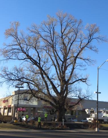 Grant Recipient, Historic Preservation Category: Namaqua Chapter, NSDAR, Loveland, Colo. Namaqua Chapter, NSDAR, worked with the professional arborists to spray the historic Washington Elm Tree to combat its fungus condition and bug problems. The tree also underwent an intensive, whole-tree trimming to remove dead and unhealthy tree limbs as well as fertilization and elm scale treatments. With proper care, the 83-year-old tree will continue to thrive as a living historical landmark.