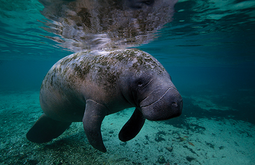 Manatee swimming