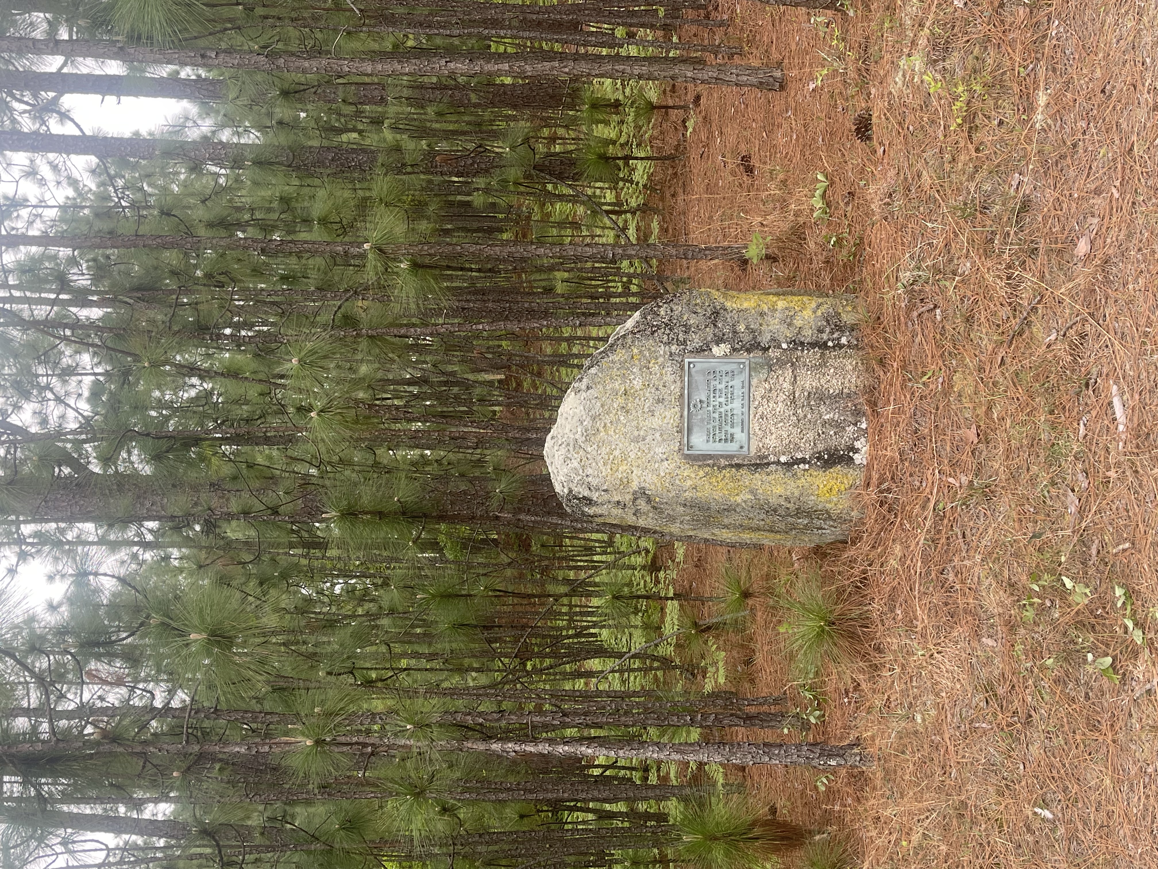 DAR marker indicating the South Carolina Penny Pines Forest are part of the Sand Hills State Forest