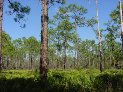 Florida DAR Forest