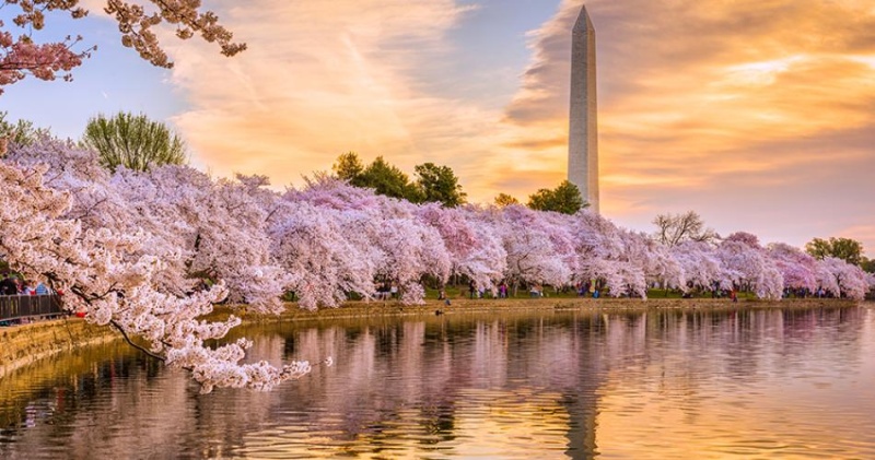 Cherry Blossoms